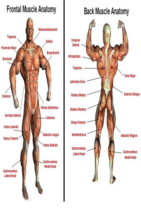 There is but one temple in the universe and that is the human body. Human Muscular System | Human body muscles, Muscle anatomy ...