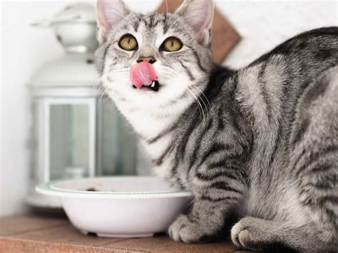 However, you should not give it directly to the cat as many people. Can Cats Eat Strawberries? | Smart Cat Lovers