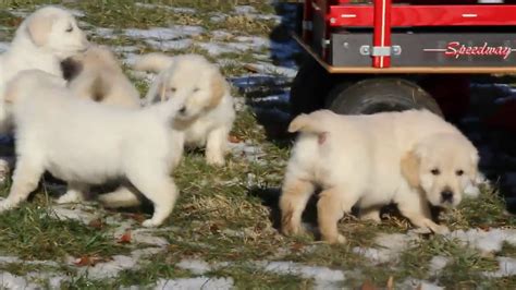 Akc/ekc registered males & females from championship lines. English Cream Golden Retriever Puppies For Sale - YouTube