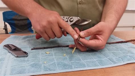 Remember to use a sharp, clean implement to make your cuts How to Graft-Fruit Tree Grafting Introduction-Asexual ...