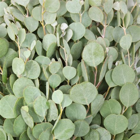 So when you feel a cold creeping on or the blooming trees are putting pressure on your sinuses, simply bringing a few stems of this healing plant into your home will give your body a fighting edge. Gum Drop Fresh Cut Eucalyptus