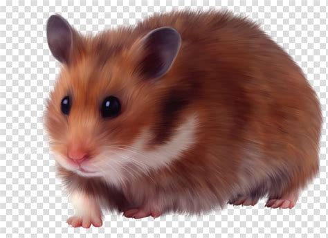 Hamster png transparent image resolution: Hamster Rodent Murids Domestic animal Dormouse, hamster ...