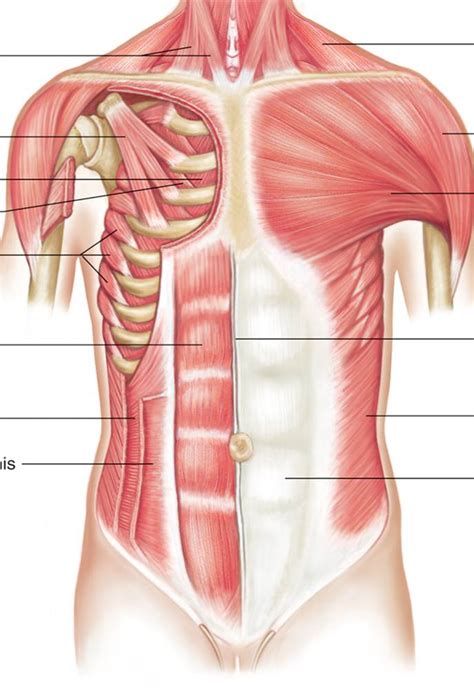 Deep muscle of the back that is located in proximity to the midline is called: Chest Muscles | Chandler Physical Therapy