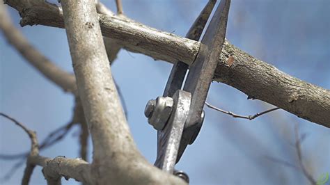 Crape myrtle cuttings can be taken from stems, shoots or suckers. How to Prune a Crape Myrtle - A Step by Step Guide ...