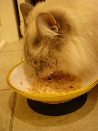 I have two cats, technically they are both seniors, but grandma cat is 25 this march (2021). Best Ragdoll Cat Foods | List of Best Canned Wet Cat Foods