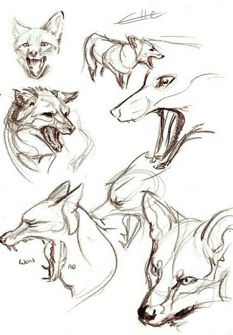 Portrait drawing references и portrait and figure drawing references — архивы animal photo art reference — аналог reference angle, но вместо людей — животные. Pin by Susan Carrell on About a Fox | Animal sketches ...