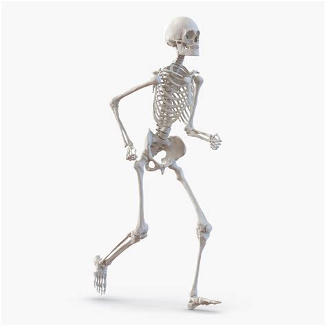 Human Male Skeleton Running Pose 3D Model #AD ,#Skeleton#Male#Human# ...
