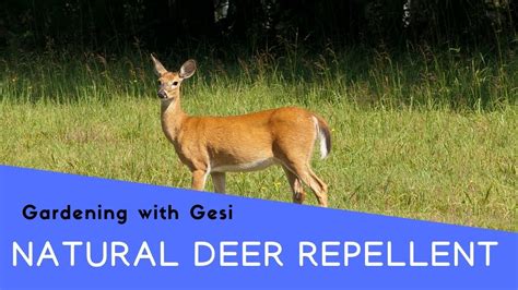 Then very strong smelling soap; How to Keep Deer Out of Your Garden: Natural Repellent ...