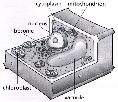 Blank animal cell diagram worksheet. Acadian Snyder 306: 8-4 & 8-7 Science Nov. 1 to Dec. 10th