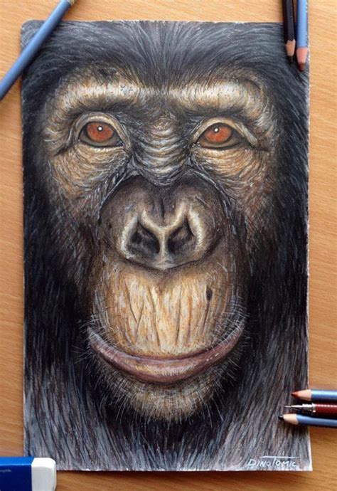 This coloring page has where to roam the colors. Realistic Monkey Drawing at GetDrawings | Free download