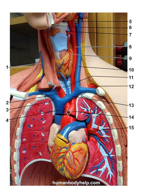 Anatomical anatomy teaching model 33.5 tall human torso organ 19 parts male. Upper Torso 1 Blood Vessels - Human Body Help