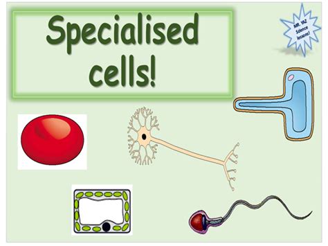 Maybe you would like to learn more about one of these? KS3 Science Specialised Cells Lesson | Teaching Resources