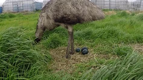 The following schematic figure demonstrates these different time. The incubation period of the emu is 52 days. - YouTube