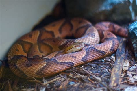 Maybe you would like to learn more about one of these? File:Copperhead Snak.jpg - Wikimedia Commons