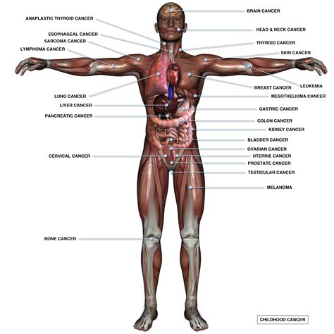 We did not find results for: Free Human Body Parts, Download Free Human Body Parts png ...