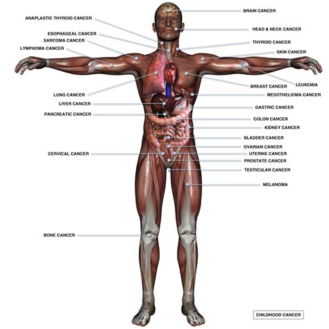 The endocrine system is a system of glands that make hormones. Free Human Body Parts, Download Free Human Body Parts png ...