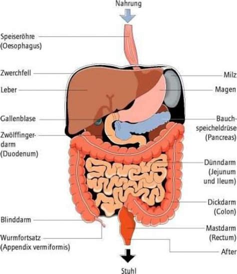 Der band innere organe umfasst: Pin von Thuận Văn auf Deutsch | Anatomie körper, Anatomie ...