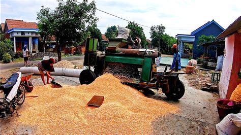 Maybe you would like to learn more about one of these? Selep Jagung || Pemipil Jagung Pulling - YouTube