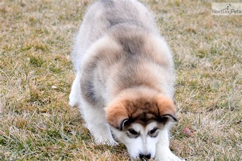 Our puppies for sale, come from 20 years of the finest lines found in the world today. Alaskan Malamute puppy for sale near Fort Wayne, Indiana ...