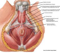 The urinary system is home of: 33 Best Male Pelvic Floor & Male Anatomy images | Pelvic ...
