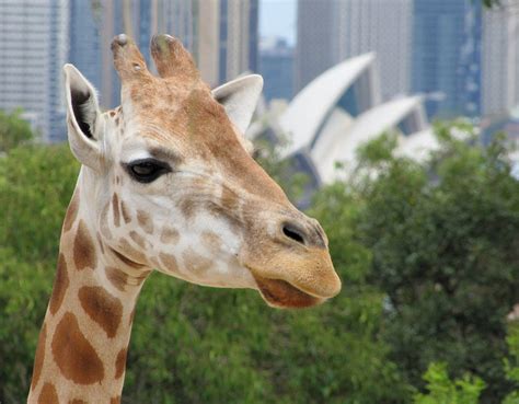Every time i've gone to the zoo and see. Giraffe with Opera House | A giraffe's ear masquerading as ...
