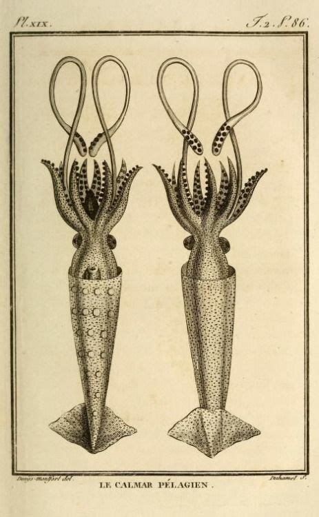 Squid ink cookie came out of the oven not even a little bit crispy. Pelagic squid. Histoire naturelle. 1802. | Scientific ...