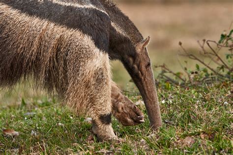 600x470 anteater coloring page surprise anteater coloring. Giant Anteater Page