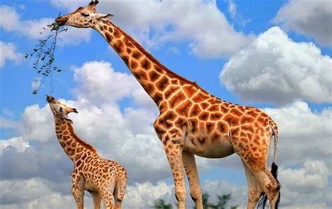 Vind een ontwerp dat bij jou past, maak de kaart uniek met eigen tekst of foto's en bestel een gratis proefdruk. De geboorte van een giraf. (video) (met afbeeldingen ...