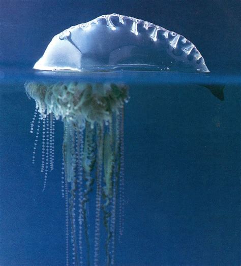 A siphonophore is unusual in that it is comprised of a colony of specialized, genetically identical individuals called zooids — clones — with. The Portuguese man o' war (Physalia physalis), also known ...