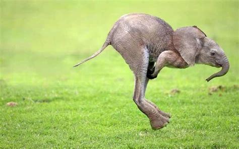 Funny photoshopped spider mouse animal photo. Imgur Post - Imgur #PhotoshopAnimals, # ...