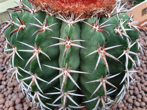 If the tips are still actively growing you have nothing cactus turns brown and wrinkled means it is rotting. 魔雲 | 臺北典藏植物園