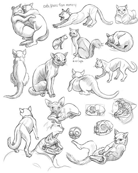 Introducing cats to new kittens for the first time. Schoolism - Gesture Drawing Week 5 — Chalk Full of Dreams