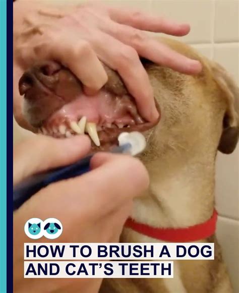 Here you may to know how to brush cat s teeth. How to Brush a Dog and Cat's Teeth | Healthcare for Pets ...