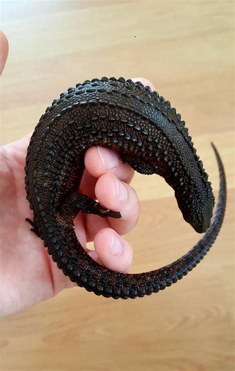 murkett, marvin, team, ben on amazon.com. Beautiful black scales of an Earless Monitor Lizard | Pet ...