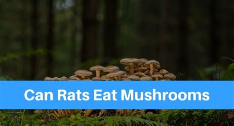 In the event that your cat ends up eating some pieces of mushroom you bought from the store, there are high chances that she will be fine. Can Rats Eat Mushrooms? - Petsolino