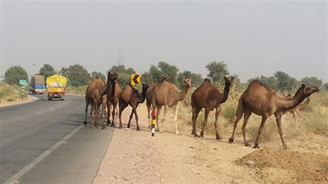 Camel riders are a hardy and exotic form of cavalry used by the forces of araby. Take a camel ride | Ikaki Bagh