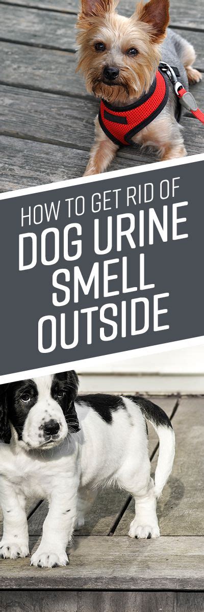 Apr 07, 2020 · products to clean cat urine messes baking soda and vinegar. How to Get Rid of Dog Urine Smell Outside | Dog urine ...