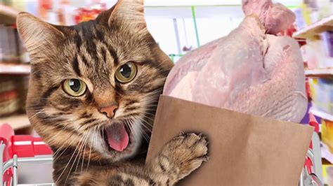 You don't have to cook a thanksgiving meal all on your own for you to. Ready For The Holidays? Thanksgiving Day Dinner Cat Food ...