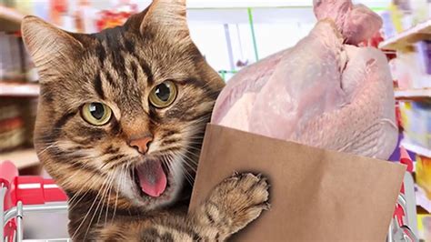 A ham, a turkey, a prime rib. Ready For The Holidays? Thanksgiving Day Dinner Cat Food ...