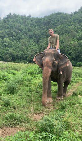 Zazu arrived after hearing news of pride landers who had died of thirst and asked jumbo jumbo to move. Jumbo Elephant Camp Day Tour (Chiang Mai) : 2021 Ce qu'il ...