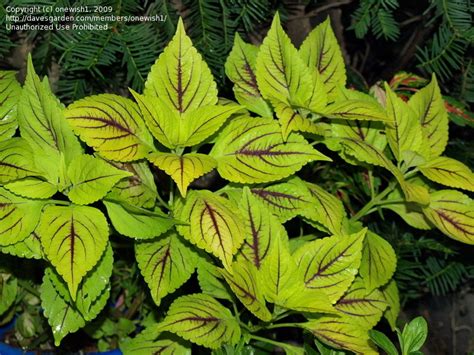905 coleus tickled scarlet (chris scarlet) 700. PlantFiles Pictures: Coleus, Flame Nettle, Painted Nettle ...
