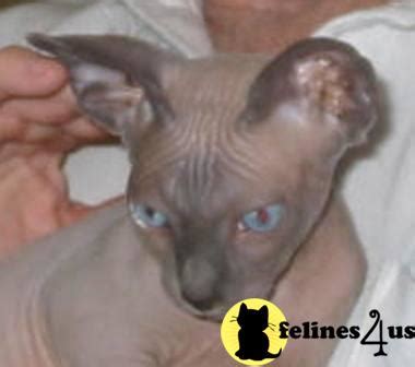 Its very very difficult to find a vet that understands how to treat them. Sphynx Stud Cat: stud service 14 Yrs and 4 Mths old
