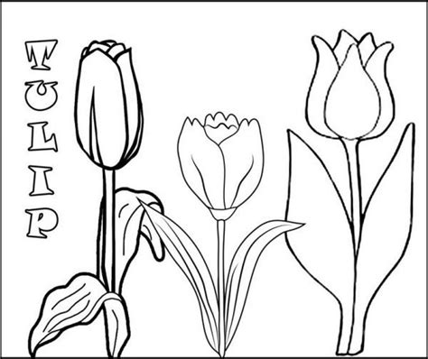 These spring coloring pages from doodle art alley include images of flowers, rainbows, kites, raindrops, butterflies, and baby animals. Beautiful Tulip Coloring Pages Collection - Free Coloring ...