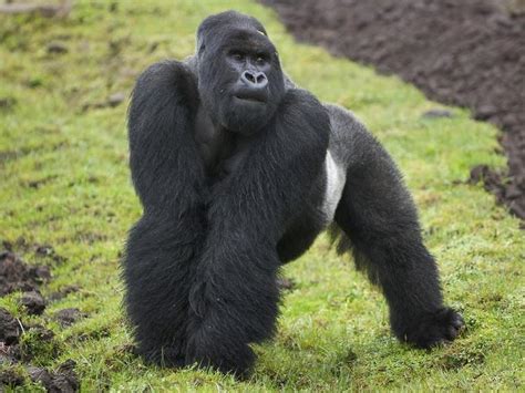 But he has been battling much longer according to mum natalia. Silverback gorillas kill infants female heat | Nat Geo ...