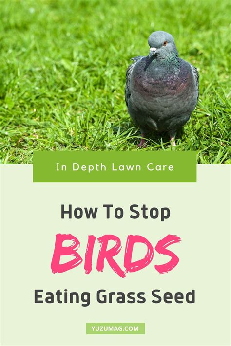 Planting grass seed is comparatively easy, once the necessary preparation is done. Exactly How To Keep Birds From Eating Grass Seed [12 Easy ...