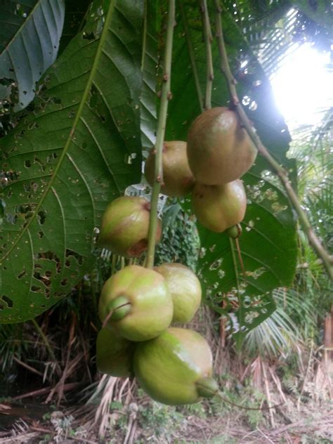 Di sebelah kanan, ada sungai ciduran. Lihat Gambar Buah Kecapi - Gambar Bagian Tumbuhan