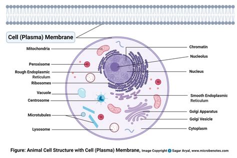 Pin de lovely the mag en lovely beauty : Questions And Answers On Labeled/Unlebled Diagrams Of A ...