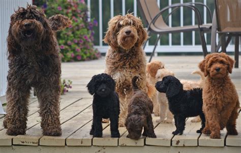 Highlands australian cobberdogs is colorado's premier cobberdog breeder of australian labradoodle puppies. Australian Labradoodle Puppies For Sale | Shipping ...