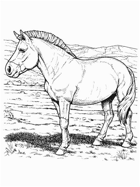 Er zijn vele soorten paarden rassen. Paarden Kleurplaat Dieren Kleurplaat » Animaatjes.nl