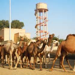 National research centre on camel was established in 1984 by the central government under indian council of agricultural research at the outskirts of bikaner city to promote. Famous National Parks,Top Wildlife National Parks Travel ...